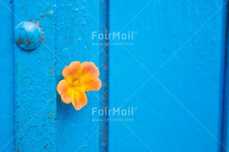 Fair Trade Photo Blue, Colour image, Contrast, Door, Fathers day, Flower, Friendship, Horizontal, Love, Mothers day, Peru, Sorry, South America, Thank you, Valentines day, Yellow