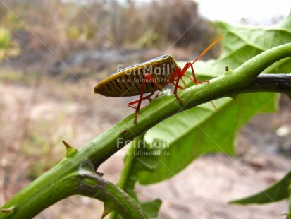 Fair Trade Photo Animals, Closeup, Colour image, Focus on foreground, Green, Horizontal, Insect, Nature, Outdoor, Peru, Plant, Red, South America, Welcome home