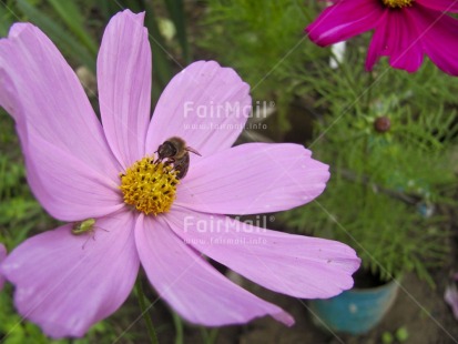 Fair Trade Photo Animals, Bee, Colour image, Day, Environment, Flower, Garden, Horizontal, Nature, Outdoor, Peru, Pink, South America, Sustainability, Values, Welcome home
