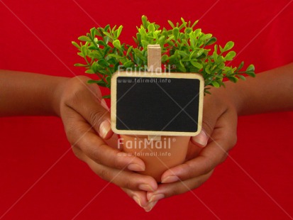 Fair Trade Photo Colour image, Congratulations, Contrast, Fathers day, Gift, Good luck, Green, Greeting, Hands, Horizontal, Message, Mothers day, Peru, Plant, Pot, Red, Sorry, South America, Thank you, Valentines day