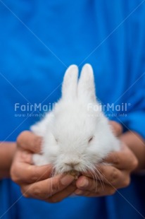 Fair Trade Photo Adjective, Animal, Animals, Birthday, Blue, Colour, Colour image, Easter, Object, Peru, Place, Present, Rabbit, South America, Thinking of you, Vertical