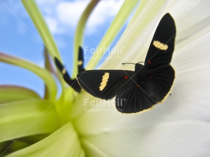 Fair Trade Photo Activity, Animals, Artistique, Black, Blue, Butterfly, Colour image, Condolence-Sympathy, Flower, Flying, Horizontal, Insect, Nature, Peru, Plant, Sky, South America