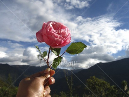 Fair Trade Photo Activity, Clouds, Colour image, Day, Flower, Get well soon, Giving, Hand, Horizontal, Love, Mountain, Outdoor, Peru, Pink, Rural, Scenic, Sky, Sorry, South America, Thank you, Thinking of you