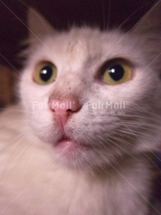 Fair Trade Photo Animals, Cat, Closeup, Peru, South America, Vertical