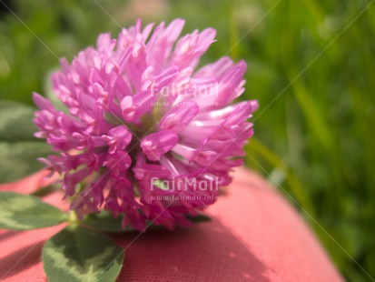 Fair Trade Photo Closeup, Flower, Horizontal, Pink