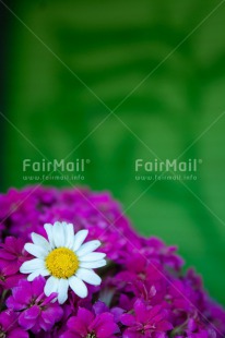 Fair Trade Photo Closeup, Colour image, Flower, Green, Mothers day, Peru, Pink, South America, White