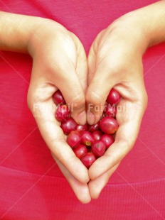 Fair Trade Photo Activity, Coffee, Colour image, Food and alimentation, Giving, Hand, Heart, Peru, Red, South America, Vertical