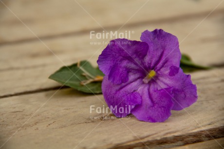 Fair Trade Photo Colour image, Flower, Horizontal, Mothers day, Peru, South America, Thank you, Wood