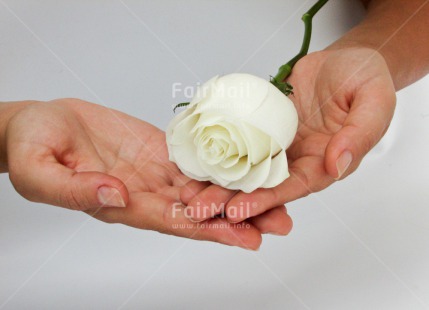 Fair Trade Photo Activity, Closeup, Colour image, Condolence-Sympathy, Flower, Giving, Hand, Horizontal, Peru, Rose, Shooting style, Sorry, South America, Thinking of you, White