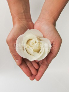 Fair Trade Photo Activity, Closeup, Colour image, Condolence-Sympathy, Flower, Giving, Hand, Peru, Rose, Shooting style, Sorry, South America, Thinking of you, Vertical, White