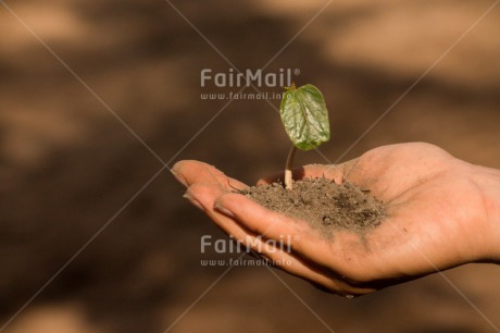 Fair Trade Photo Colour image, Growth, Hand, Horizontal, Peru, Plant, South America, Sustainability, Values