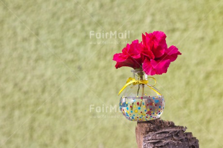 Fair Trade Photo Colour image, Flower, Horizontal, Mothers day, Vase