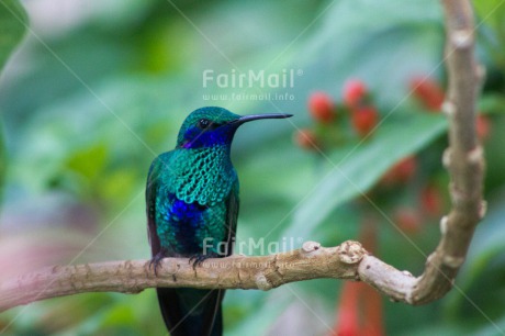 Fair Trade Photo Animals, Bird, Birds, Colour image, Horizontal, Hummingbird, Nature, Peru, South America