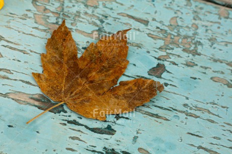 Fair Trade Photo Autumn, Colour image, Condolence-Sympathy, Horizontal, Leaf, Peru, Seasons, South America