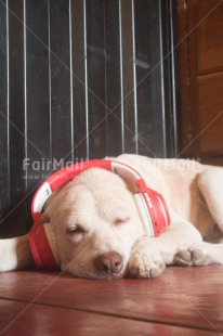 Fair Trade Photo Activity, Animals, Colour image, Dog, Funny, Music, Peru, Relaxing, South America, Vertical