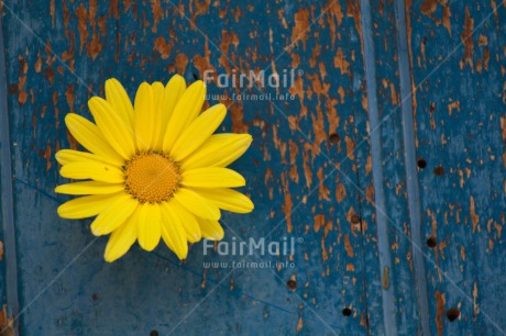 Fair Trade Photo Blue, Closeup, Colour image, Flower, Friendship, Horizontal, Mothers day, Peru, Shooting style, South America, Yellow