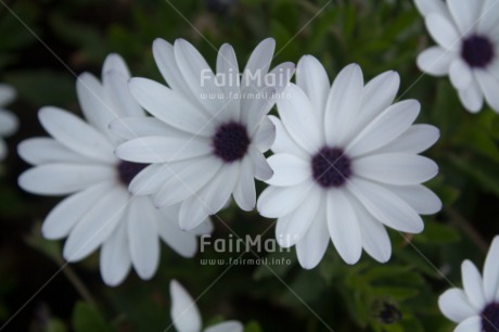 Fair Trade Photo Colour image, Flower, Horizontal, Nature, Peru, South America, White