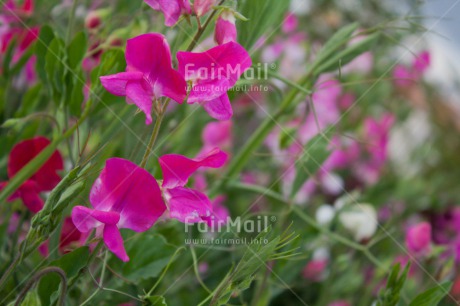 Fair Trade Photo Colour image, Flowers, Grass, Green, Horizontal, Love, Mothers day, Nature, Outdoor, Peru, Pink, Sorry, South America, Thank you, Valentines day