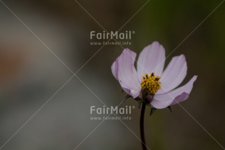 Fair Trade Photo Colour image, Condolence-Sympathy, Fathers day, Flower, Horizontal, Love, Mothers day, Nature, Peace, Peru, Purple, Silence, Sorry, South America, Thank you, Valentines day
