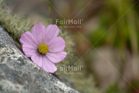 Fair Trade Photo Colour image, Fathers day, Flower, Horizontal, Love, Mothers day, Nature, Peru, Purple, Sorry, South America, Thank you, Valentines day