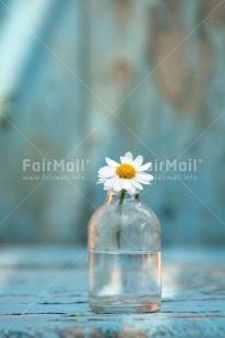 Fair Trade Photo Blue, Bottle, Colour image, Daisy, Day, Fathers day, Flower, Glass, Indoor, Light, Love, Mothers day, Peace, Peru, South America, Sunshine, Valentines day, Vertical, Vintage
