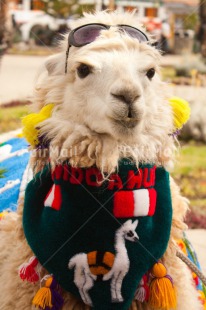 Fair Trade Photo Animals, Colour image, Day, Funny, Llama, Mountain, Outdoor, Peru, South America, Sunglasses, Vertical