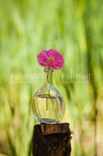 Fair Trade Photo Colour image, Day, Fathers day, Flower, Friendship, Glass, Green, Love, Marriage, Mothers day, Nature, Outdoor, Peru, Pink, Plant, Seasons, Sorry, South America, Spring, Thank you, Valentines day, Vertical, Wedding