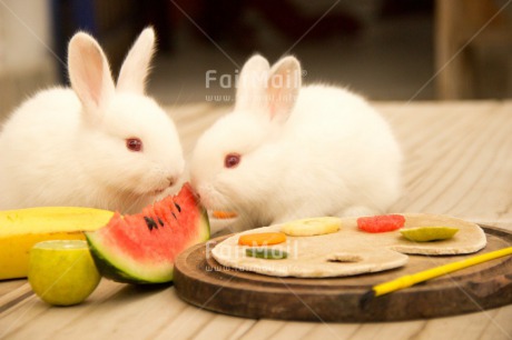 Fair Trade Photo Activity, Animals, Brother, Colour image, Couple, Easter, Eating, Food and alimentation, Fruits, Horizontal, Love, Peru, Rabbit, Sister, South America, Together, Valentines day, Watermelon, White