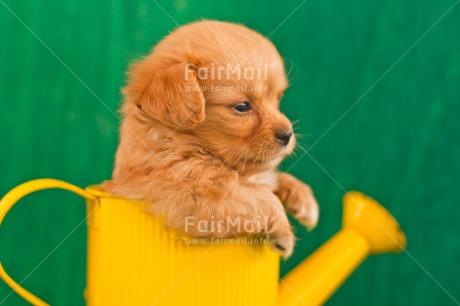 Fair Trade Photo Animals, Colour image, Contrast, Cute, Dog, Friendship, Funny, Green, Horizontal, Peru, Puppy, South America, Watering can, Yellow