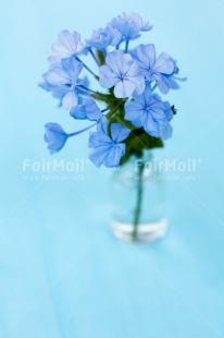 Fair Trade Photo Blue, Colour image, Fathers day, Flowers, Glass, Love, Marriage, Mothers day, Peru, Sorry, South America, Thank you, Valentines day, Vertical, Wedding