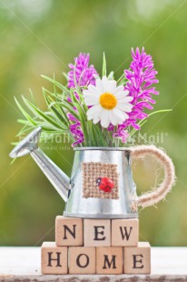 Fair Trade Photo Colour image, Daisy, Flower, Home, Letters, Moving, New home, Peru, South America, Text, Vertical, Water, Watering can, Welcome home