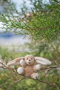 Fair Trade Photo Birth, Birthday, Chachapoyas, Colour image, Friendship, Nature, New baby, Peluche, Peru, South America, Thinking of you, Tree, Vertical