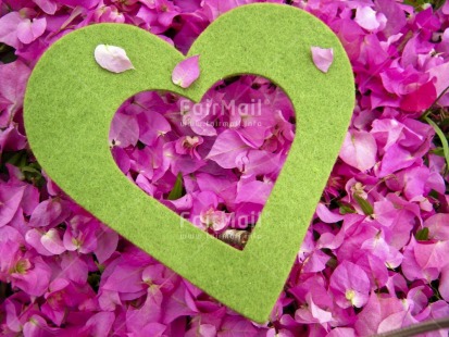 Fair Trade Photo Colour image, Flower, Green, Heart, Horizontal, Love, Peru, Pink, South America, Valentines day