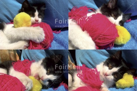 Fair Trade Photo Activity, Animals, Blue, Cat, Colour image, Cute, Game, Horizontal, Peru, Pink, Playing, South America, Wool