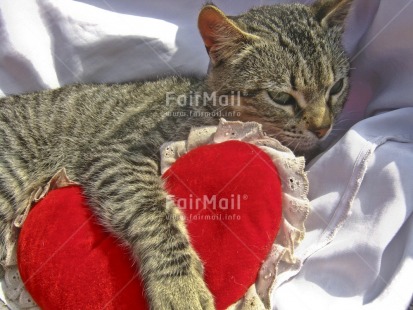 Fair Trade Photo Activity, Animals, Cat, Closeup, Colour image, Cute, Funny, Heart, Horizontal, Love, Peru, Red, Relaxing, South America, Thinking of you, Valentines day