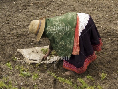 Fair Trade Photo Activity, Agriculture, Clothing, Colour image, Horizontal, Multi-coloured, One woman, Outdoor, People, Peru, Planting, Portrait fullbody, Rural, South America, Traditional clothing, Working