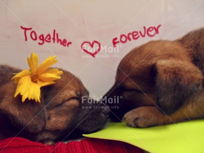 Fair Trade Photo Animals, Colour image, Cute, Dog, Flower, Friendship, Horizontal, Indoor, Letter, Love, Peru, Red, South America, Studio, Thinking of you, White, Yellow