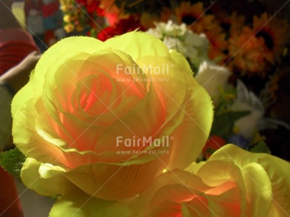 Fair Trade Photo Closeup, Colour image, Day, Flower, Horizontal, Indoor, Peru, Red, South America, Yellow