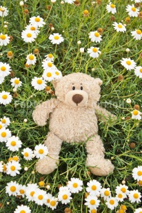 Fair Trade Photo Animals, Bear, Birthday, Colour image, Congratulations, Daisy, Flower, Friendship, Get well soon, Grass, Green, Love, Mothers day, Outdoor, Peluche, Peru, Sorry, South America, Teddybear, Thinking of you, Valentines day