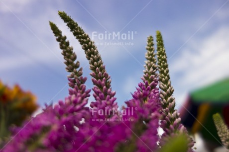 Fair Trade Photo Colour image, Day, Flower, Focus on foreground, Horizontal, Outdoor, Peru, Purple, Seasons, Sky, South America, Summer