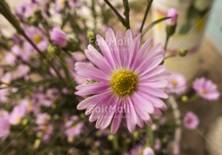 Fair Trade Photo Colour image, Day, Flower, Focus on foreground, Horizontal, Indoor, Peru, Pink, South America, Yellow