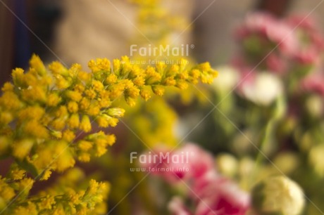 Fair Trade Photo Colour image, Day, Flower, Focus on foreground, Horizontal, Mothers day, Nature, Outdoor, Peru, South America, Yellow