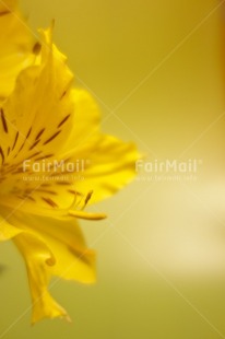 Fair Trade Photo Colour image, Flower, Peru, South America, Studio, Vertical, Yellow