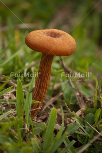 Fair Trade Photo Brown, Closeup, Grass, Green, Mushroom, Nature, Vertical
