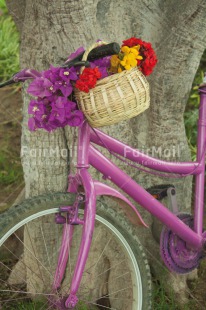 Fair Trade Photo Basket, Bicycle, Closeup, Colour image, Day, Flower, Mothers day, Outdoor, Peru, Purple, South America, Summer, Transport, Tree, Valentines day, Vertical