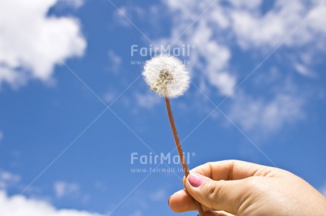 Fair Trade Photo Birthday, Chachapoyas, Clouds, Colour image, Condolence-Sympathy, Flower, Friendship, Get well soon, Green, Hand, Horizontal, Love, Mothers day, Peru, Sky, Sorry, South America, Valentines day, White