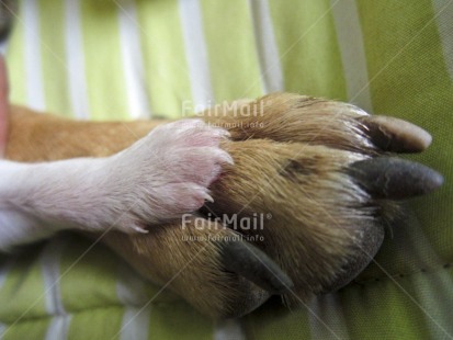 Fair Trade Photo Animals, Birth, Closeup, Colour image, Cute, Day, Dog, Family, Horizontal, Indoor, Mother, New baby, Peru, Pregnant, South America