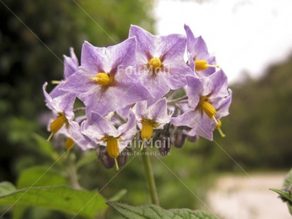 Fair Trade Photo Colour image, Colourful, Flower, Focus on foreground, Green, Horizontal, Nature, Outdoor, Peru, Plant, Purple, South America