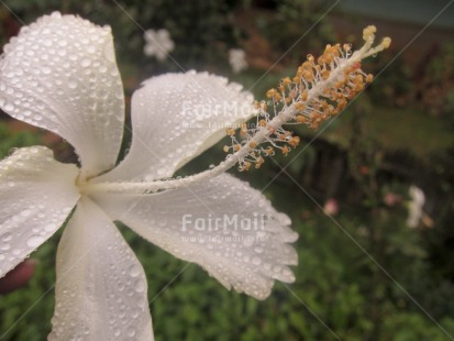 Fair Trade Photo Colour image, Condolence-Sympathy, Flower, Focus on background, Focus on foreground, Green, Horizontal, Marriage, Nature, Outdoor, Peru, South America, Waterdrop, White
