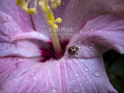 Fair Trade Photo Animals, Colour image, Flower, Focus on foreground, Good luck, Horizontal, Insect, Ladybug, Nature, Outdoor, Peru, Purple, South America, Waterdrop